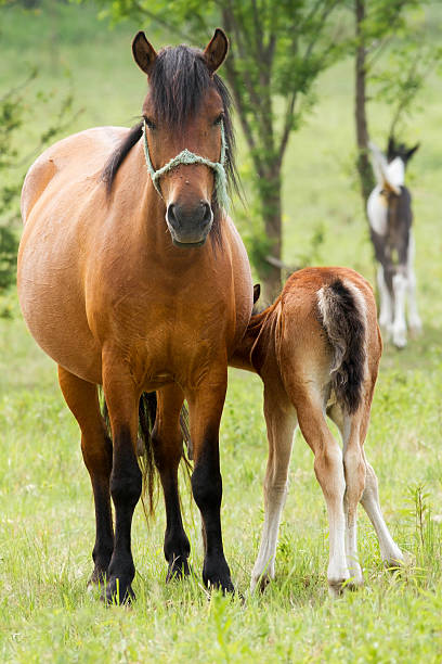 istock Horse family 476253911
