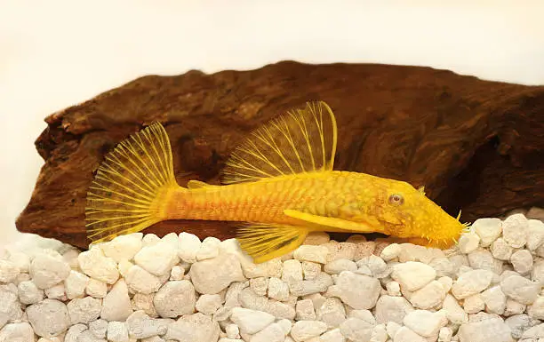 Photo of Golden Ancistrus pleco catfish Bristle-nose tropical freshwater aquarium fish