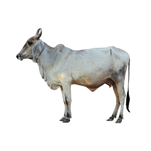 istock Ox on white background  with Clipping Part 476254955