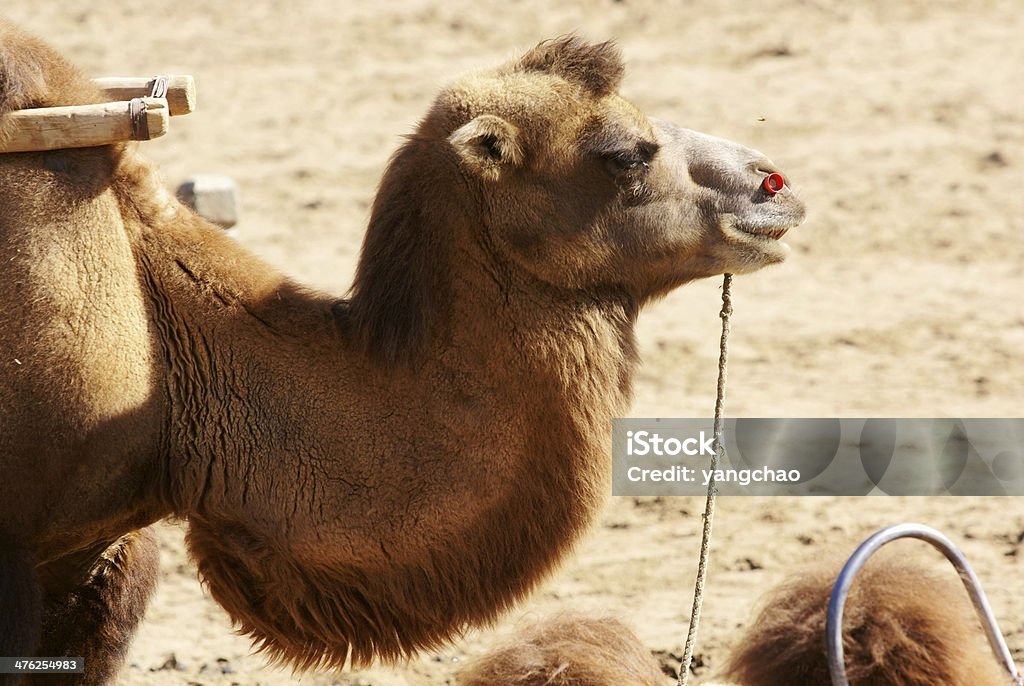 Kamel - Lizenzfrei Asien Stock-Foto