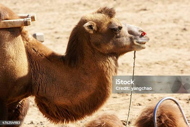 Camello Foto de stock y más banco de imágenes de Aire libre - Aire libre, Animal, Animal doméstico