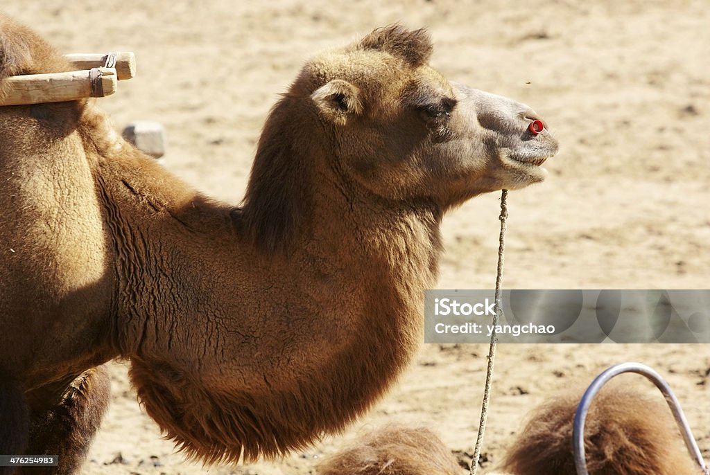 낙타 - 로열티 프리 가축 스톡 사진