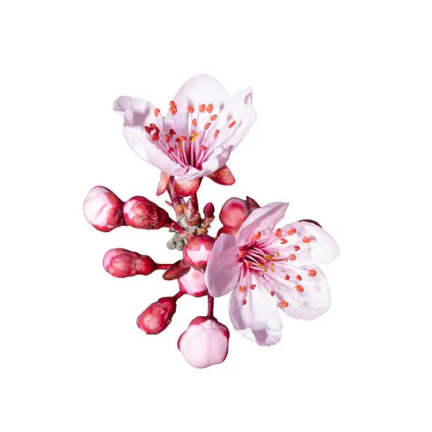 Small bunch of spring pink blossom isolated on white
