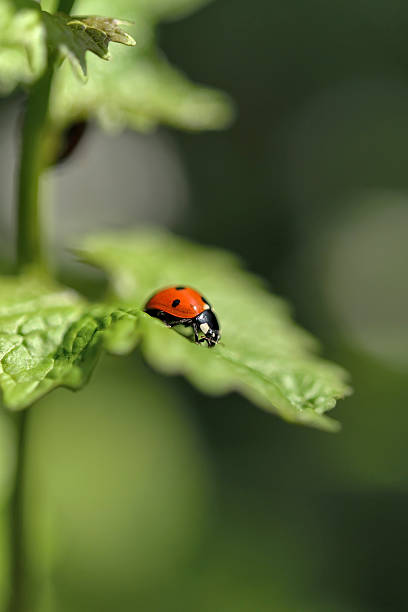 istock vintage photo of ladybug on grass, macro 476255874