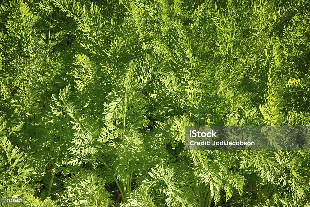 Palitos tops crescendo em Skagway, Alasca - Foto de stock de Agricultura royalty-free