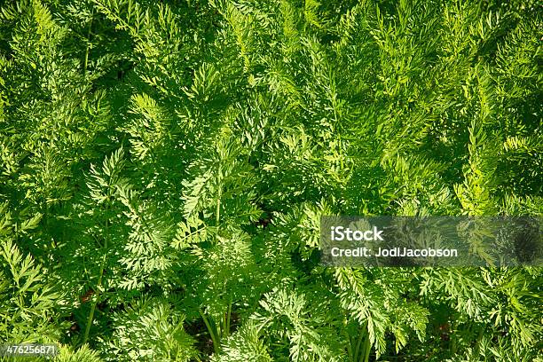 Foto de Palitos Tops Crescendo Em Skagway Alasca e mais fotos de stock de Agricultura - Agricultura, Alasca - Estado dos EUA, Alimentação Saudável