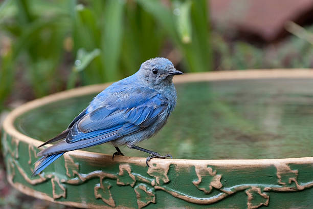 Outside Castle Rock, Colorado, a young mountain bluebird takes a bath and then perches on the edge to dry off.