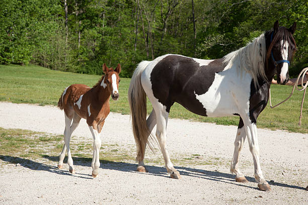 istock Horse with foal 476257659