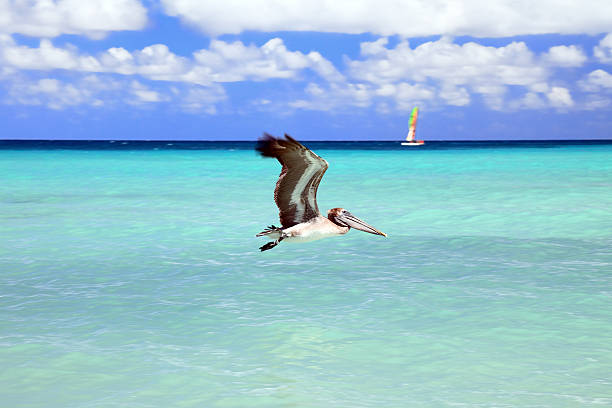 Brown Pelican catches fish, Varadero, Cuba