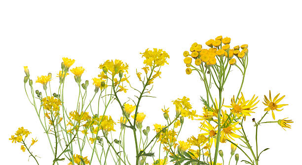 istock group of wild yellow flowers isolated on white 476257872
