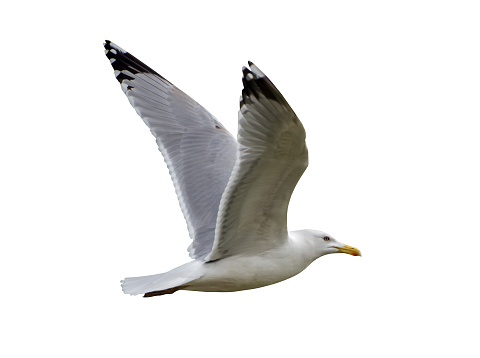 photo of European herring gull isolated on white background