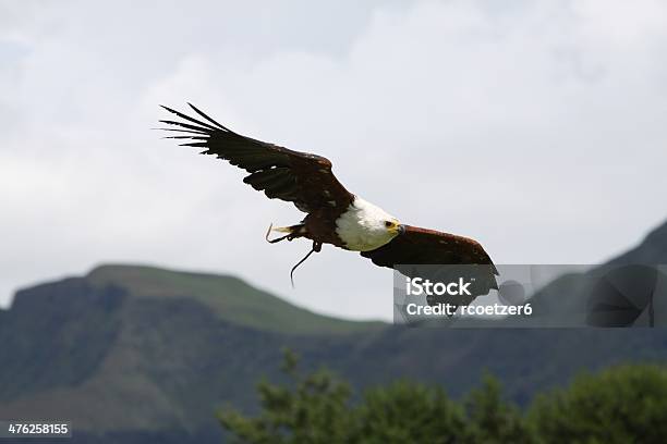 African Fish Eagle Soaring Over Drakensberg Stock Photo - Download Image Now