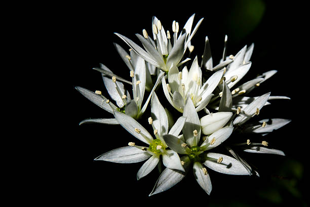 Sunlit white star shaped flowers stock photo