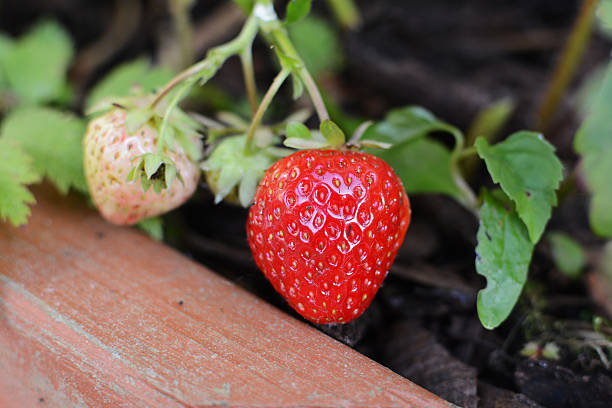 Morangos maturação com uma profundidade de campo rasa - foto de acervo