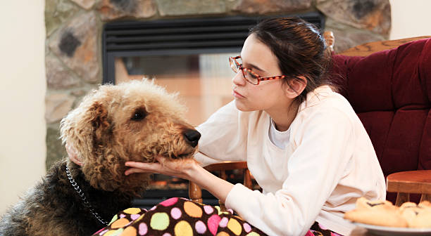 Teenager girl and dog in living room Teenager girl sitting in the armchair and playing with tablet in the living room next to the fireplace. Aerdale Terrier the Dog playing next to the armchair. airedale terrier stock pictures, royalty-free photos & images