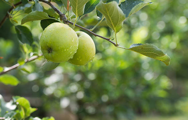 istock green apples on a branch in an orchard 476258527