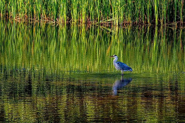 istock Portrait of a Grey Heron .nature 476258906
