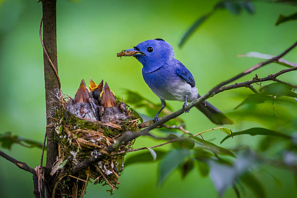 Männliche schwarz-naped monarch – Foto