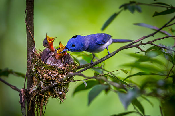 istock Male Black-naped monarch 476258930