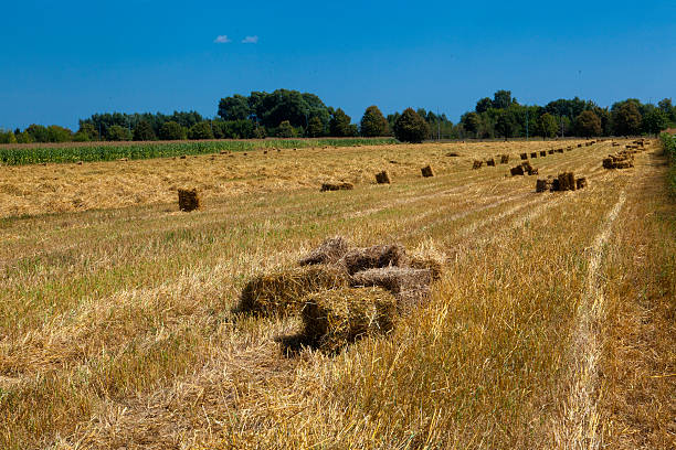 istock Gold ripe wheat against blue sky 476259019