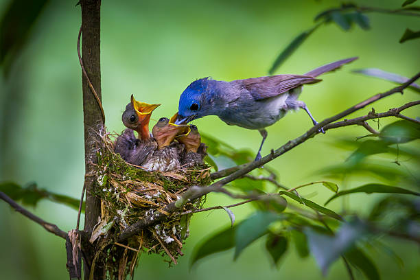 istock Female of Black-naped monarch 476259084