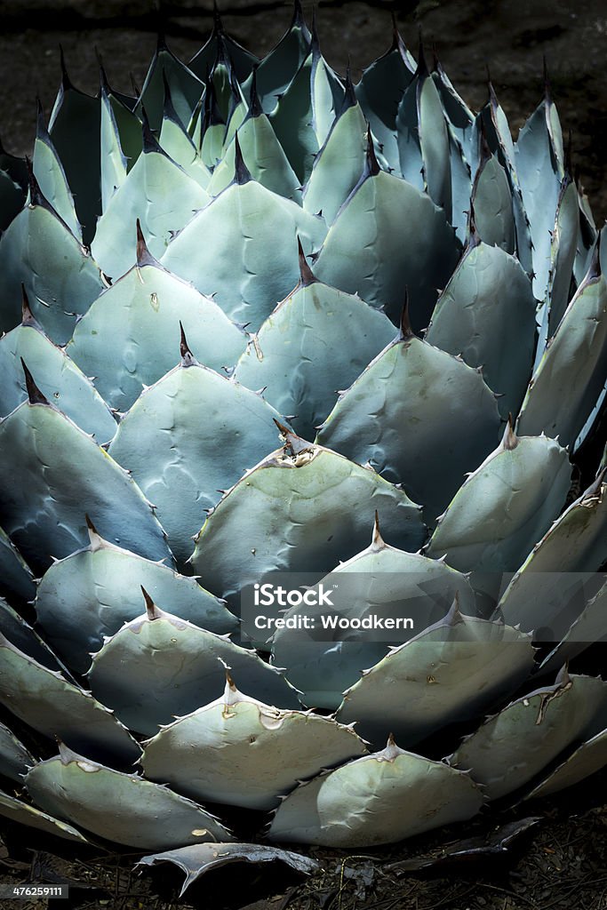 Blue Agave in the Desert Detail of the leaves on a blue agave plant in the Sonoran desert, with inteional vignette to focus attention Blue Agave Stock Photo