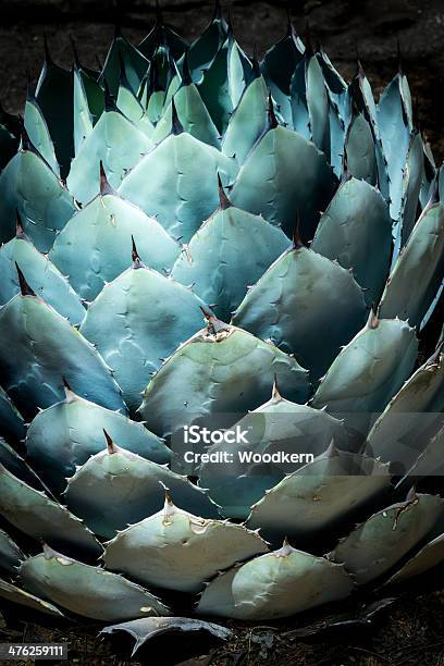 Blue Agave In The Desert Stock Photo - Download Image Now - Blue Agave, Abstract, Agave Plant