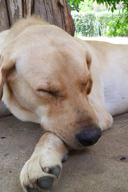 istock Labrador dog lying on the floor 476259552
