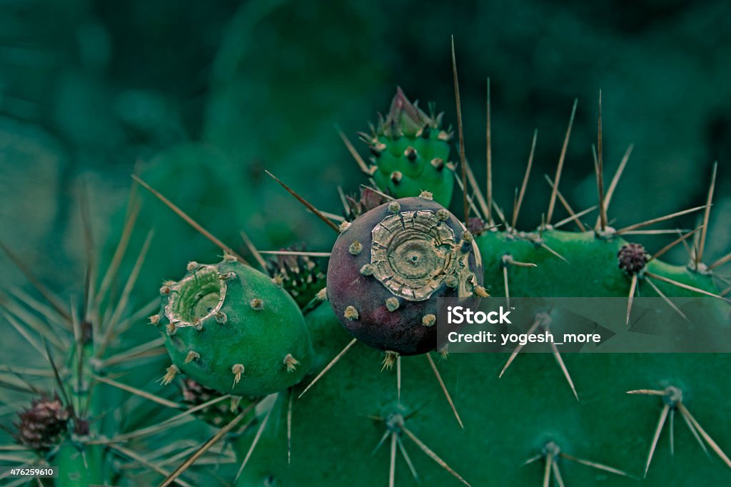 Ears Cactus, Opuntia microdasys, India 2015 Stock Photo