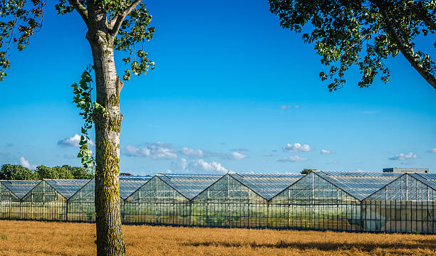 istock Commerical greenhouse next to field 476261785