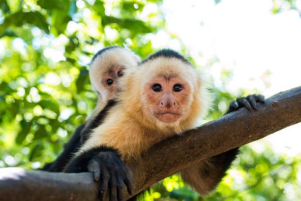 Capuchin Monkey Wild capuchin monkey in Costa Rica capuchin monkey stock pictures, royalty-free photos & images