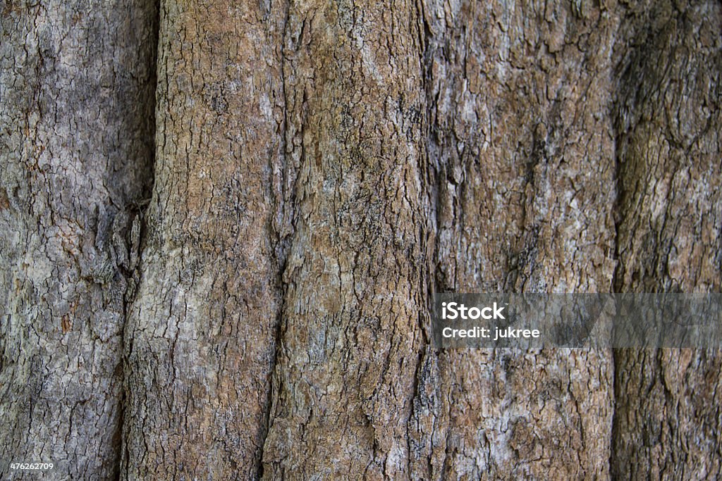Bark of Irvingia malayana árbol - Foto de stock de Abstracto libre de derechos
