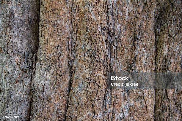 Bark Of Irvingia Malayana Árbol Foto de stock y más banco de imágenes de Abstracto - Abstracto, Agrietado, Bosque