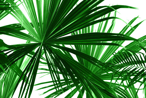 istock Abstract green palm leaves 476262732