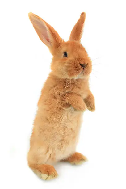 Photo of standing rabbit