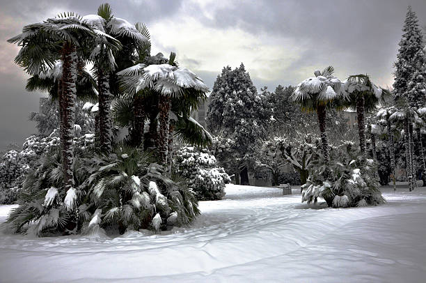 Palm trees with snow stock photo