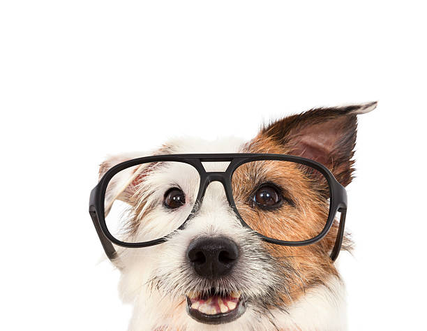 istock jack russel terrier dog  wearing glasses 476263693