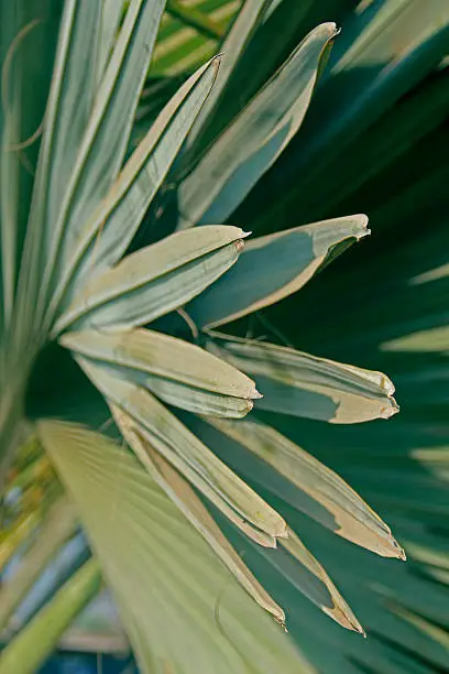 Photo of Chinese Fan Palm, Fountain-Palm, Livistona chinensis