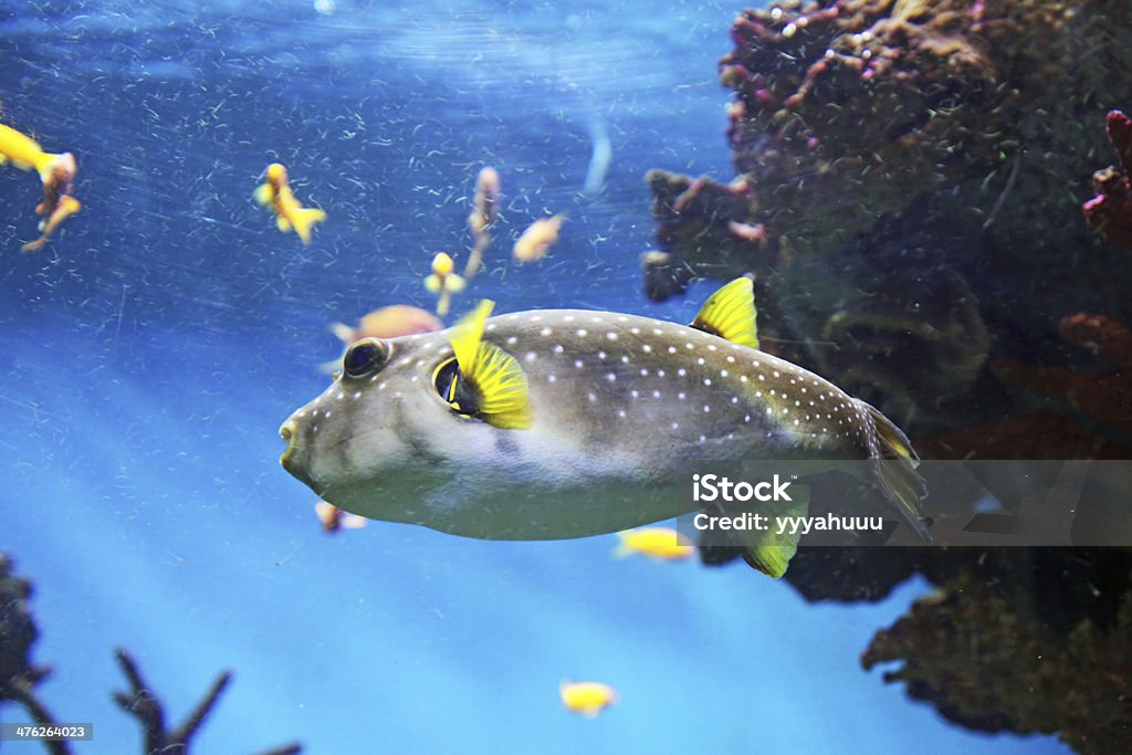 Pufferfish - Royalty-free Animal Foto de stock