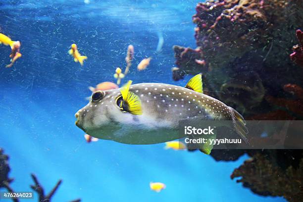 Pufferfish - Fotografias de stock e mais imagens de Animal - Animal, Anjo-do-mar, Aquário - Edifício para Cativeiro Animal