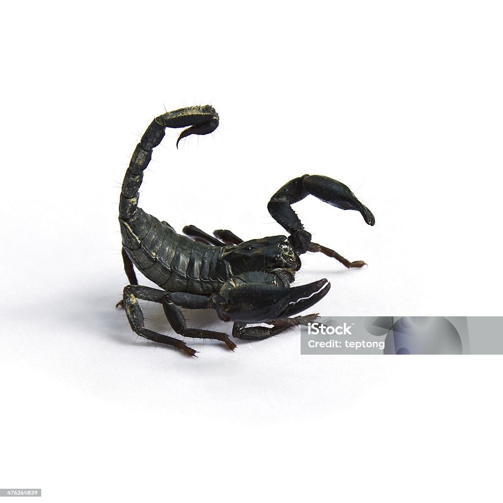 Чёрный Скорпион - Стоковые фото Безпозвоночное роялти-фри