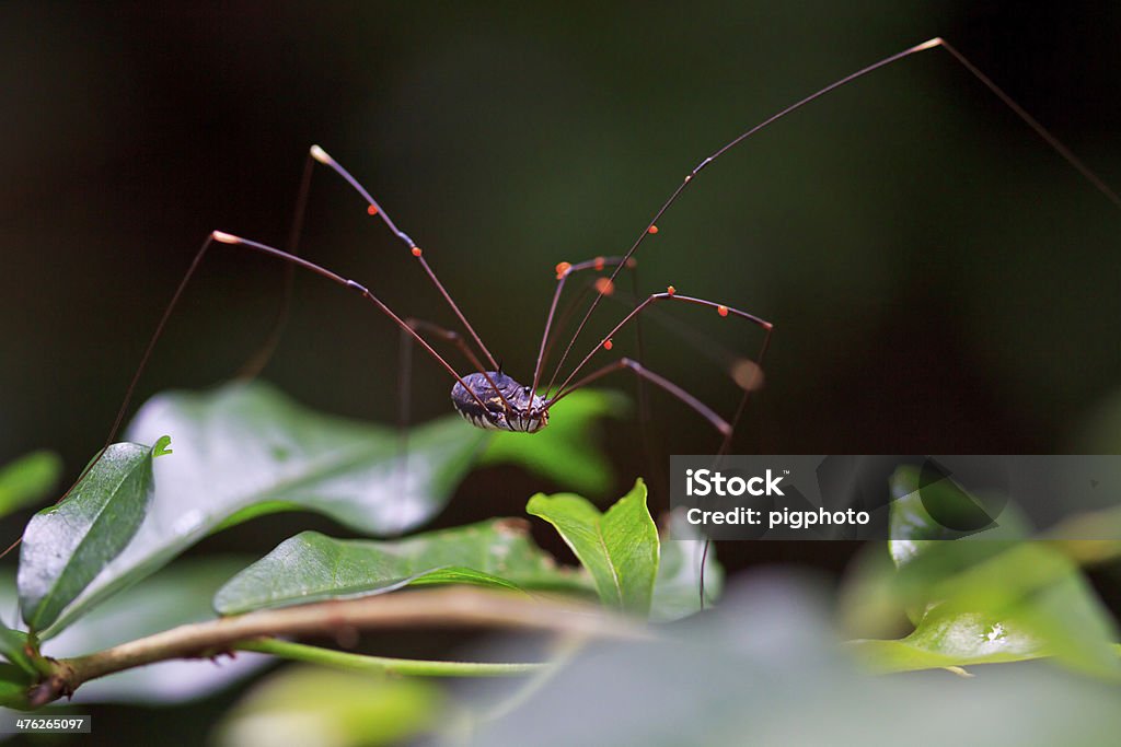 Ragno zona della foresta pluviale tropicale in asia e Thailandia - Foto stock royalty-free di A forma di croce