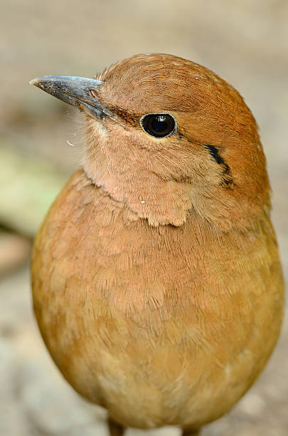 istock male rusty-naped pitta 476265631