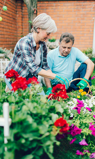 istock Senior Couple Gardening Together. 476266040