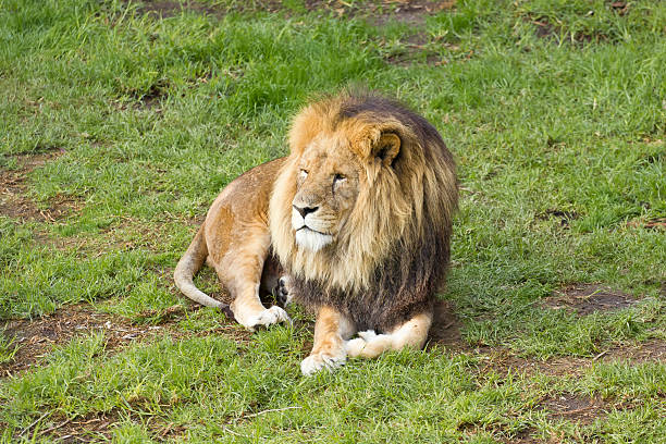 male lion allongé - shaggy hair photos et images de collection