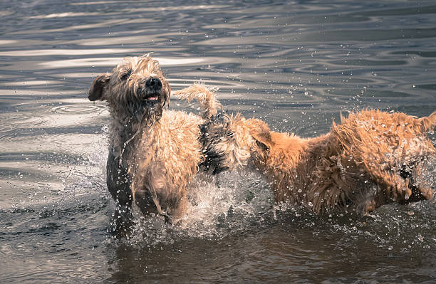 istock Two soft coated wheaten terriers playing in the water 476266204