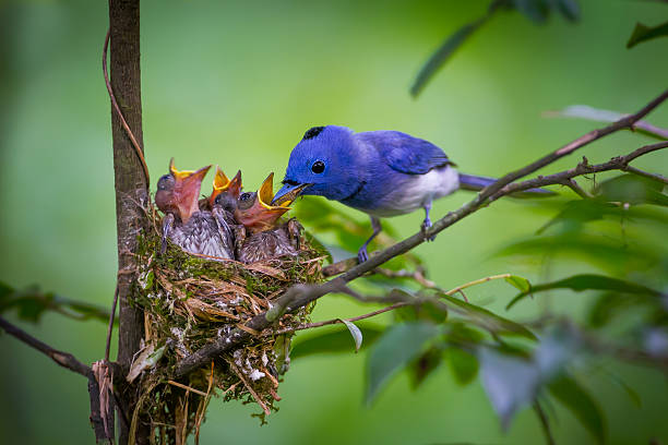 istock Male Black-naped monarch 476266236