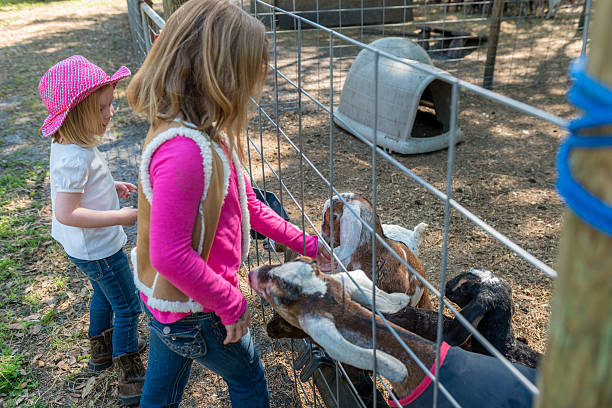 istock Young Girl Playing with Goat 476267155