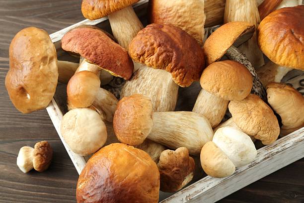 istock Porcini mushrooms 476269142