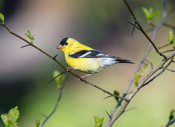 American goldfinch (Spinus tristis) American goldfinch (Spinus tristis) the eastern goldfinch,  North American bird gold finch photos stock pictures, royalty-free photos & images